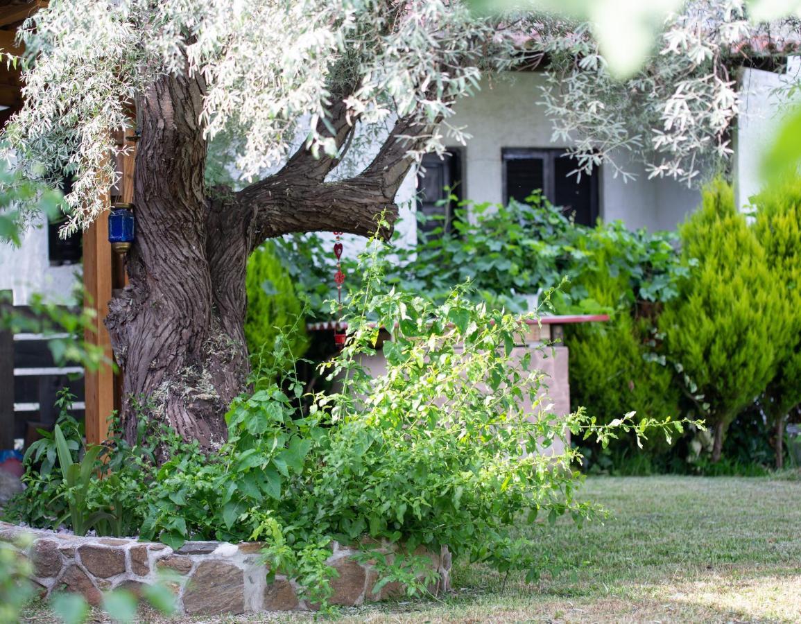 Villa Menie - Golden Fig Sykia Lodge Paralia Sikias Luaran gambar